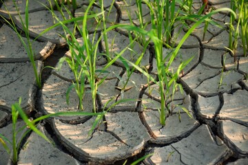 Rice plants waiting for water. Dry soil
. Dehydrated soil.Cracked ground. Plants waiting for water.background.Rice fields in Thailand dry Rice seedlings that are planted in arid areas and without wate