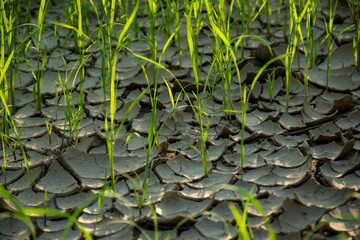 Rice plants waiting for water. Dry soil
. Dehydrated soil.Cracked ground. Plants waiting for water.background.Rice fields in Thailand dry Rice seedlings that are planted in arid areas and without wate