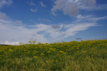 Plantation for the production of wild fennel seeds.Molise, Italy