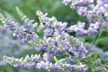 Shoal Creek Vitex 