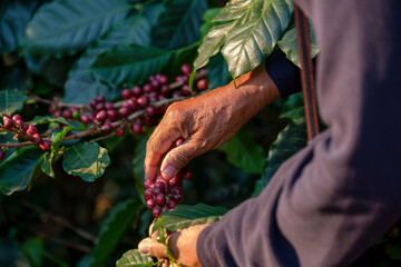 Hand of old farmer harvesting Arabica coffee berry in organic coffee plantation