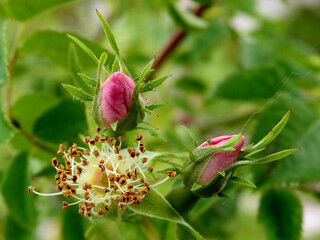 roslina kwitnaca roza na roznych etapach kwitnienia rosnaca powszechnie w ogrodkach przydomowych w miescie bialystok na podlasiu w polsce - obrazy, fototapety, plakaty