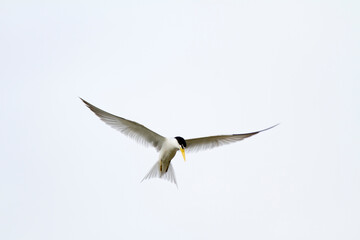 
Fisherman bird in the Pantanal