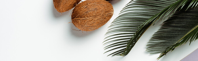 top view of green palm leaves, coconuts on white background, panoramic shot