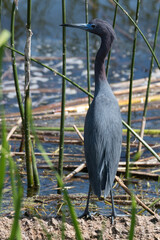 A Tricolored Heron standing at the shore line of a wetlands pond