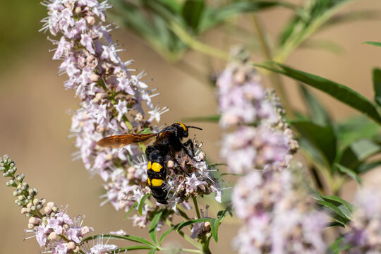 Huge female hornet (Scolia flavifrons), with its characteristic yellow spots, among lavender flowers