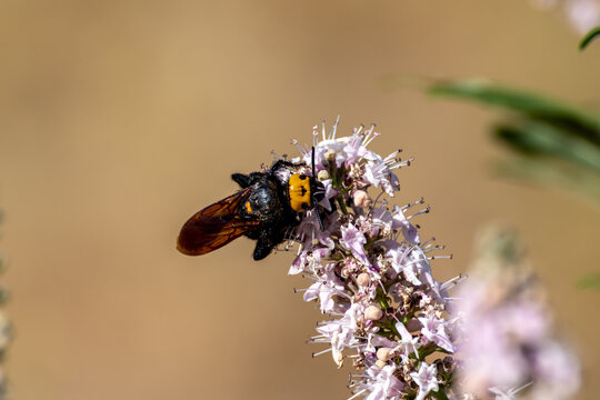 Huge female hornet (Scolia flavifrons), with its characteristic yellow spots, among lavender flowers