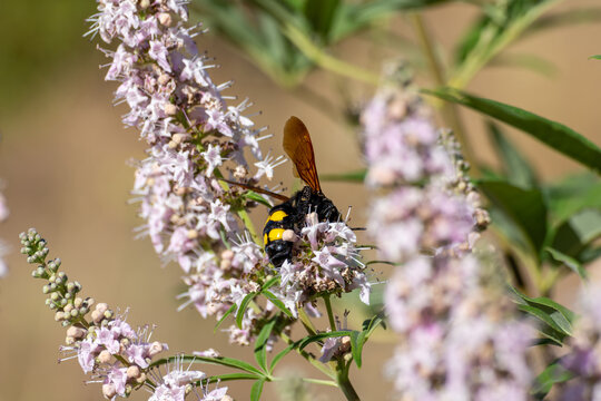 Huge female hornet (Scolia flavifrons), with its characteristic yellow spots, among lavender flowers