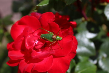 Grashüpfer auf einer Rose