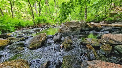 stream in the forest