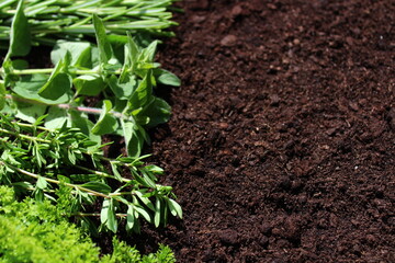 Verschiedene Kräuter auf der Erde