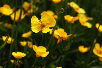 Obraz premium meadow yellow flowers - potentilla pyrenaica