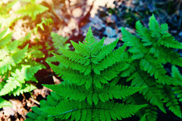 Fototapeta premium Natural green fern in forest. Beautiful green background.