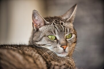 Portrait of a cat of the breed European Shorthair