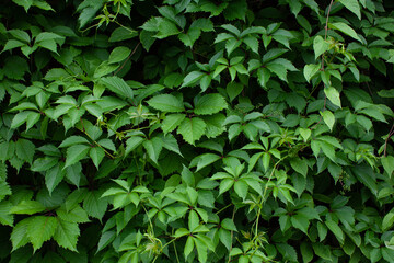 Fototapeta na wymiar Wall of wild vine leaves texture