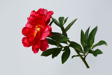 Peony bright red isolated on a gray background.