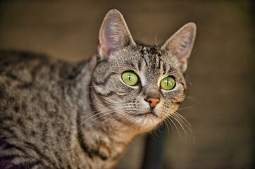 Portrait of a cat of the breed European Shorthair