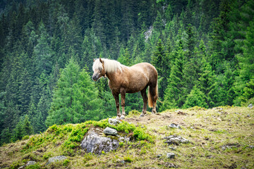 Haflinger Pferd im Gebirge