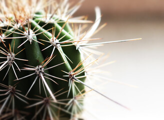 
close up of a cactus