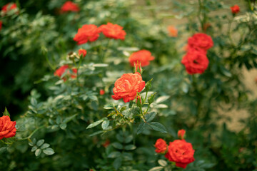 Obraz na płótnie Canvas Beautiful colorful roses flower in the garden