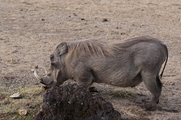 Warthog /Phacochoerus Aethiopicus/. Bale Mountains National Park. Ethiopia. Africa.