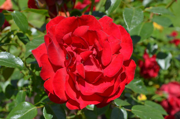 *rote Rose - Liebesbeweis der Natur*