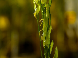 Fresh green flowers are blooming with pollen that is ready to be transmitted using organic planting...
