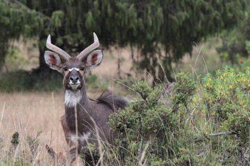 Nyala Mountain / Tragelaphus Buxtoni / .Very rare African Ungulate. Bale National Park. Ethiopia. Africa
