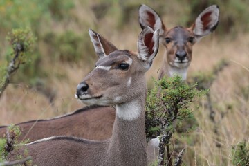 Mountain Nyala / Tragelaphus Buxtoni / .Very rare African ungulate. Bale National Park. Ethiopia. Africa.