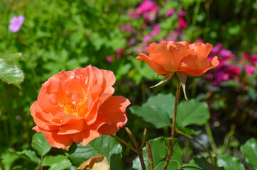 *orange traumhaftsch&ouml;ne romantische Rose*