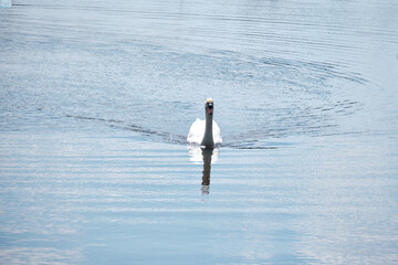 Cygne solitaire sur l'eau .