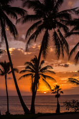 Fototapeta na wymiar Sunset with palm trees at Papohaku beach on Molokai, Hawaii