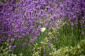 Naklejka premium im Garten