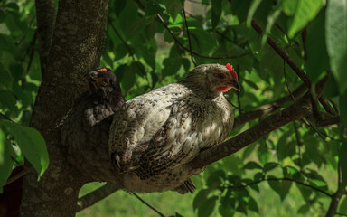 Two variegated farm chicken birds sitting on tree