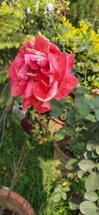 red#@ roses! in garden##