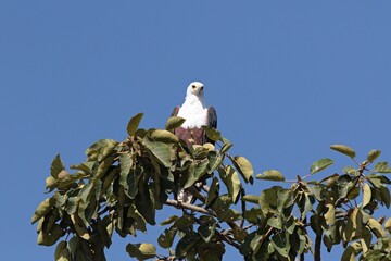 African Fish-Eagle Haliaeetus vocifer at Lake Tana. Ethiopia. Africa.