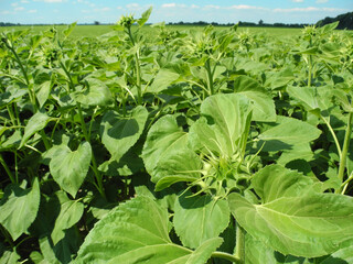 Agricultural field of unblown sunflower at the beginning of summer. Oilseed culture.