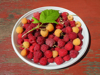 Red and yellow raspberries with leaves in white plate on old weathered brown wooden surface