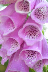 flowers in bloom