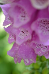 flowers in bloom © ofri