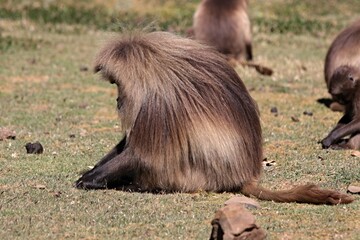Gelada Baboon /Theropithecus Gelada/.  Simien Mountains National Park. Geladas are great primates living in Ethiopia only. Africa.
