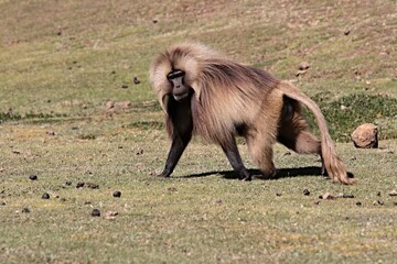 Gelada Baboon /Theropithecus Gelada/.  Simien Mountains National Park. Geladas are great primates living in Ethiopia only. Africa.