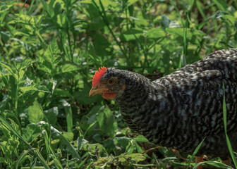 Wild farm animal chicken bird in grass