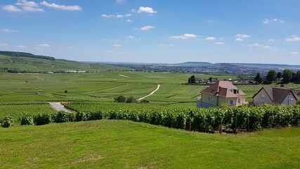 Naklejka premium Champagne Vineyards Nature Landscape Countryside