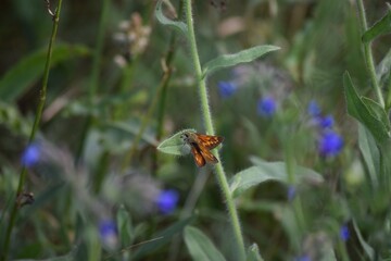 large Skipper