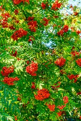 Bunches of red mountain ash in late summer as a background.