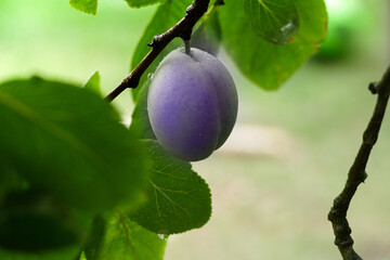Ripe Plum