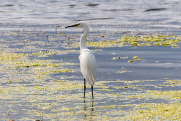 Aigrette garzette - Egretta garzetta à La Conque à Mèze - Hérault - Occitanie