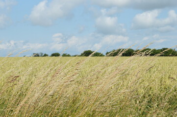 field of wheat