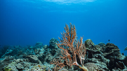 Naklejka na ściany i meble Seascape in turquoise water of coral reef in Caribbean Sea / Curacao with fish coral and sponge